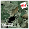  15'' x 5 Yards Lumina® 9202 Matte Green Oak 1 Year Unpunched 2.4 Mil Heat Transfer Vinyl (Color code 136)